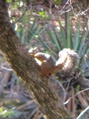 Sciurus nayaritensis