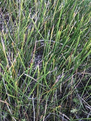 Eleocharis equisetoides