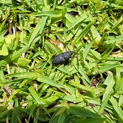 Sphenophorus venatus