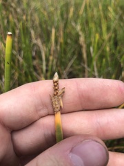 Eleocharis equisetoides