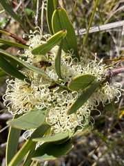 Hakea florulenta