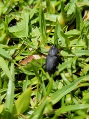 Sphenophorus venatus
