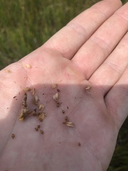 Eleocharis equisetoides