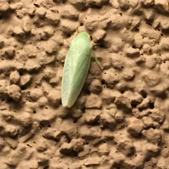 Gyponana