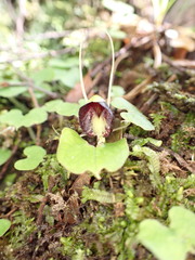 Corybas trilobus aggregate
