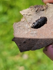 Sphenophorus venatus