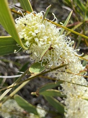 Hakea florulenta