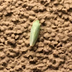 Gyponana