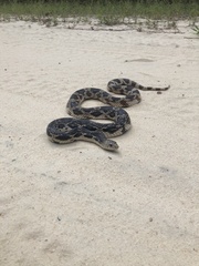 Pituophis melanoleucus melanoleucus
