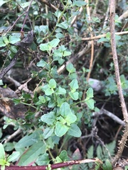 Chenopodium robertianum
