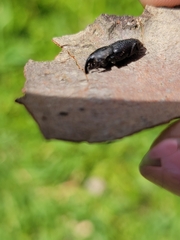 Sphenophorus venatus