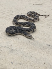 Pituophis melanoleucus melanoleucus