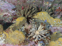 Phyllacanthus parvispinus