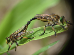 Amblyonychus