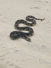 Pituophis melanoleucus melanoleucus