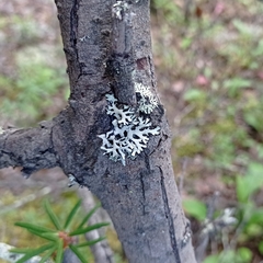 Hypogymnia physodes