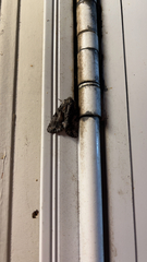 Apamea monoglypha