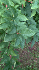 Physocarpus opulifolius