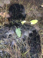 Nuphar sagittifolia