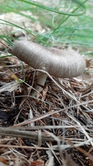 Megacollybia