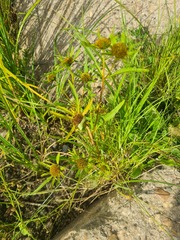 Bidens radiata