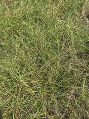 Eleocharis melanocarpa