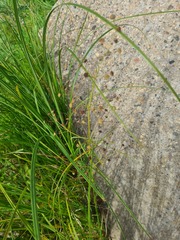 Alisma plantago-aquatica