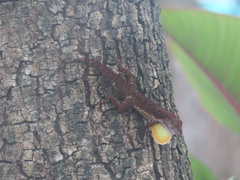 Anolis cristatellus