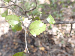 Nothofagus truncata