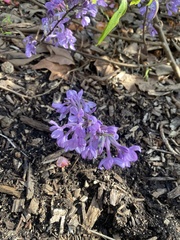 Ajuga reptans