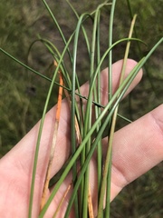 Eleocharis melanocarpa