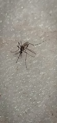 Culicinae