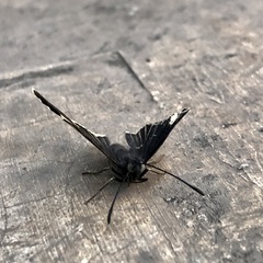 Melanis leucophlegma