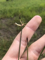 Eleocharis melanocarpa
