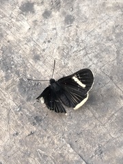 Melanis leucophlegma