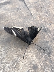 Melanis leucophlegma