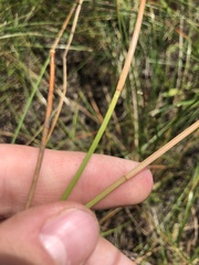 Eleocharis melanocarpa