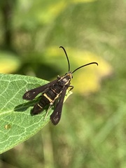 Carmenta pyralidiformis