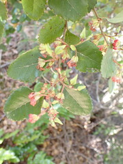 Nothofagus truncata