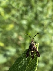 Carmenta pyralidiformis