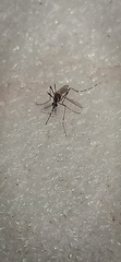 Culicinae