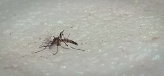 Culicinae
