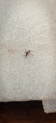 Culicinae