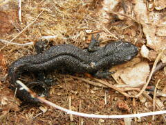 Triturus cristatus