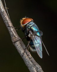Chrysomya megacephala