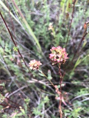 Ludwigia suffruticosa