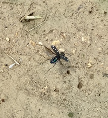 Cicindela ocellata