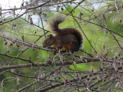 Sciurus granatensis
