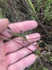 Ludwigia suffruticosa
