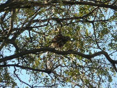Parabuteo unicinctus